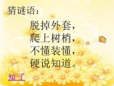 赣美版二下5.虫虫世界 课件
