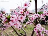 赣美版一下2.鲜艳的花朵 课件