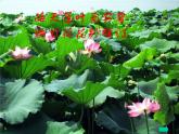 三年级下册美术课件－5.荷花美｜赣美版