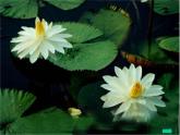 三年级下册美术课件－5.荷花美｜赣美版