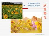 六年级下册美术课件－10.葵花朵朵｜赣美版