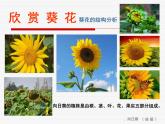 六年级下册美术课件－10.葵花朵朵｜赣美版