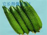 五年级下册美术课件－6.能“变化”的蔬果｜赣美版