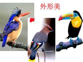 一年級下冊美術(shù)課件－5.快樂的小鳥｜嶺南版