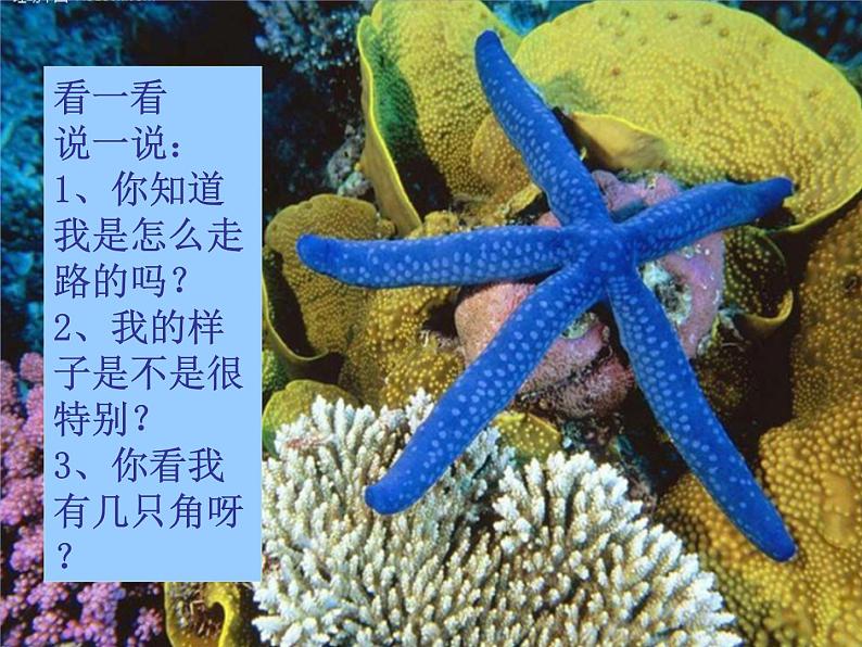 一年级下册美术课件－9.海螺和海星｜岭南版第3页