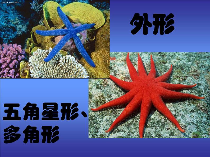 一年级下册美术课件－9.海螺和海星｜岭南版第5页