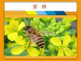 一年級(jí)下冊(cè)美術(shù)課件－6.昆蟲(chóng)王國(guó)｜嶺南版