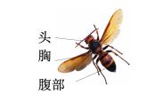 二年級(jí)下冊(cè)美術(shù)課件－15.蟲(chóng)蟲(chóng)蟲(chóng)（二）｜蘇少版