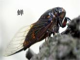 二年級下冊美術(shù)課件－14.蟲蟲蟲（一）｜蘇少版