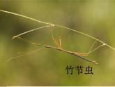 二年級下冊美術(shù)課件－14.蟲蟲蟲（一）｜蘇少版