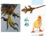 六年級下冊美術(shù)課件－3.能干的腳｜蘇少版
