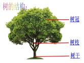 湘美版小学美术一下 21.小树快快长 课件