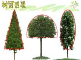 湘美版小学美术一下 21.小树快快长 课件