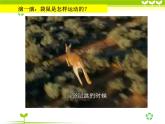 湘美版小学美术一下 8.袋鼠妈妈的口袋 课件
