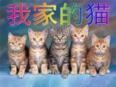 三年级下册美术课件-第7课 我家的猫｜辽海版