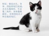 三年级下册美术课件-第7课 我家的猫｜辽海版