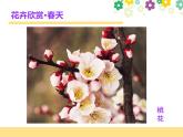 赣美版一下2.鲜艳的花朵 课件