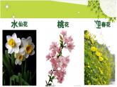 赣美版一下2.鲜艳的花朵 课件