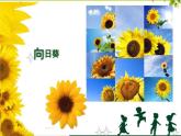 赣美版一下2.鲜艳的花朵 课件