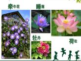赣美版一下2.鲜艳的花朵 课件