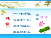 赣美版三下 5.荷花美 课件