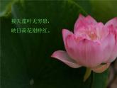 赣美版三下 5.荷花美 课件