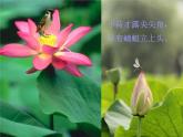 赣美版三下 5.荷花美 课件
