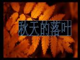 嶺南版三年級下冊美術(shù) 15.秋天的落葉 課件