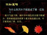嶺南版三年級下冊美術(shù) 15.秋天的落葉  課件