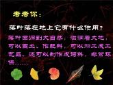 嶺南版三年級下冊美術(shù) 15.秋天的落葉  課件