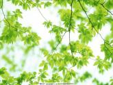 二年級(jí)下冊美術(shù)課件－13.會(huì)變的花、樹、葉｜蘇少版