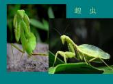 二年級(jí)下冊(cè)美術(shù)課件－15.蟲(chóng)蟲(chóng)蟲(chóng)（二）｜蘇少版