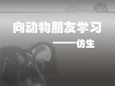 六年級下冊美術(shù)課件－6.向動物朋友學(xué)習(xí)｜蘇少版