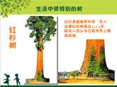 二年級(jí)下冊(cè)美術(shù)課件－9.樹(shù)上樹(shù)下（一）｜蘇少版