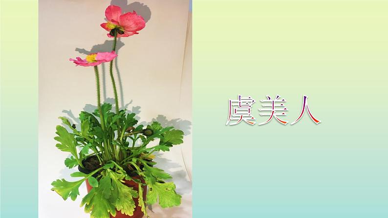 五年级下册美术课件－11植物写生  ｜浙美版第2页