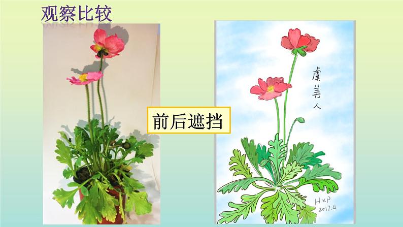 五年级下册美术课件－11植物写生  ｜浙美版第5页