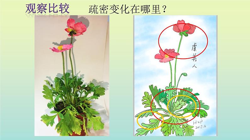 五年级下册美术课件－11植物写生  ｜浙美版第7页