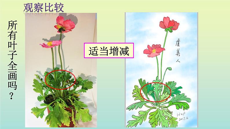 五年级下册美术课件－11植物写生  ｜浙美版第8页