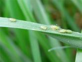 《動物的花衣裳》課件2