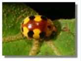 《動物的花衣裳》課件2