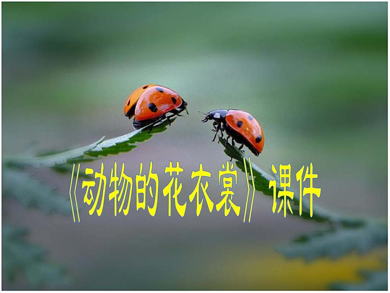 《动物的花衣裳》课件101