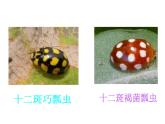 《動物的花衣裳》課件1