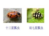 《動物的花衣裳》課件1