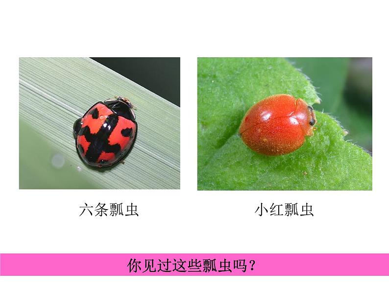 《瓢虫的花衣裳》教案3课件PPT第6页