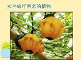 《太空里的植物》課件2