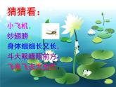 《蜻蜓飛飛》課件3