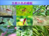 《蜻蜓飛飛》課件3