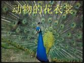一年級(jí)下冊(cè)美術(shù)課件－11.動(dòng)物的“花衣裳”｜嶺南版