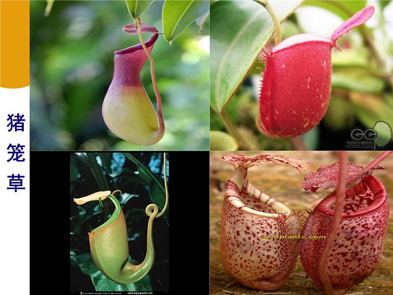 第2课　吃虫草 课件 教案02