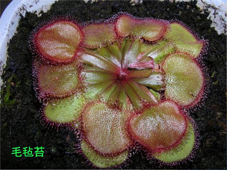 第2课　吃虫草 课件 教案04